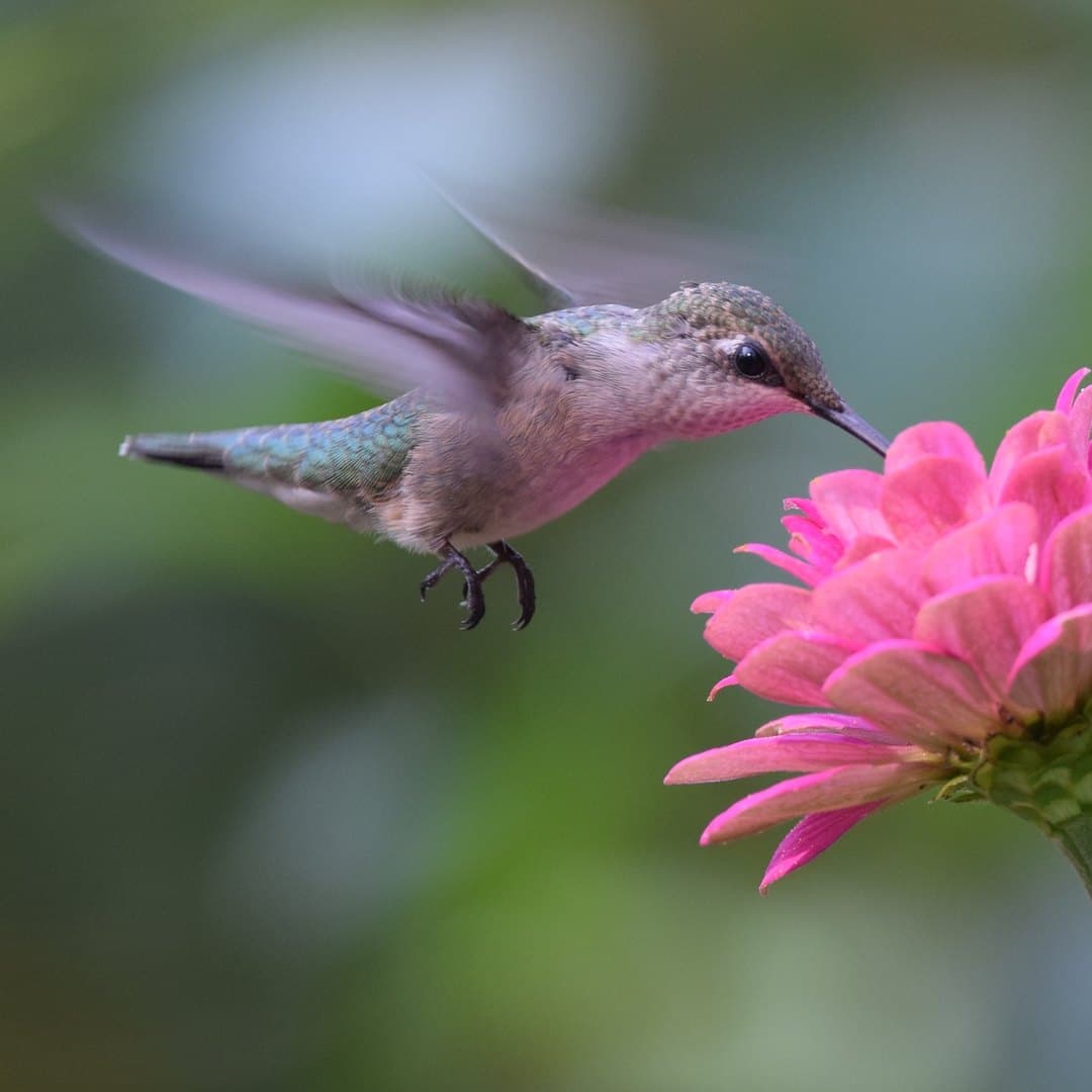 A ruby-throated hummingbird visiting a pink zinnia